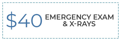 Emergency Exam Special