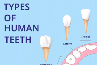 illustration of location of teeth types